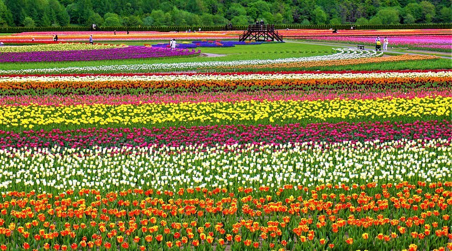 🌷 가미유베쓰 튤립 공원(카미유베쓰츄릿푸코엔) 이미지 4